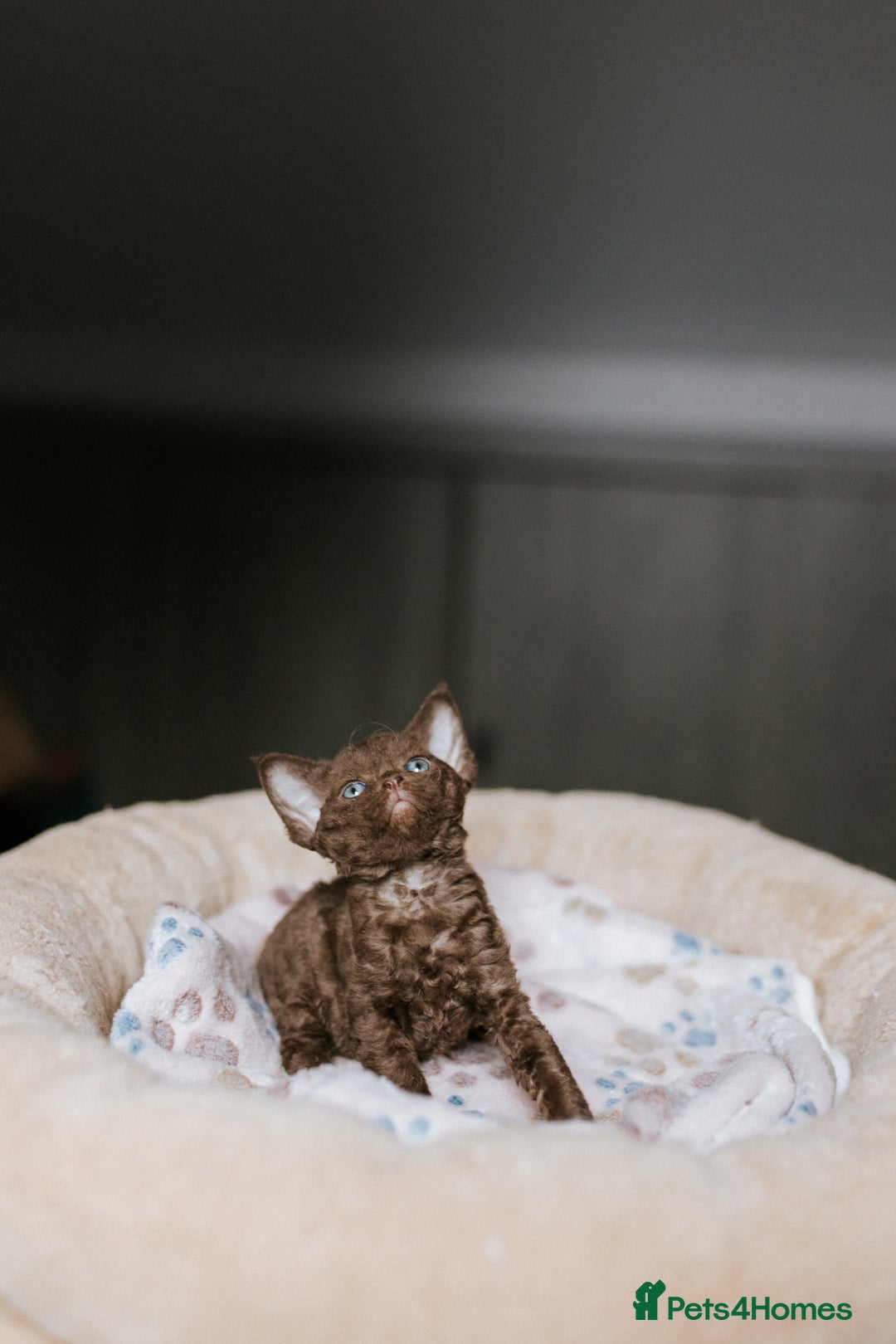 Devon Rex cats for sale: Adorable GCCF Registered DevonRex Kittens FOR SALE - Advert 2