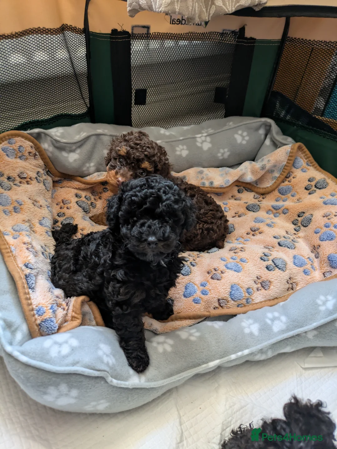 Toy Poodle dogs for sale: Toy poodle puppies KC  - Advert 7