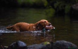 Labrador Retriever dogs for sale: 9 KC Registered Fox Red Labrador Puppies  - Image 5