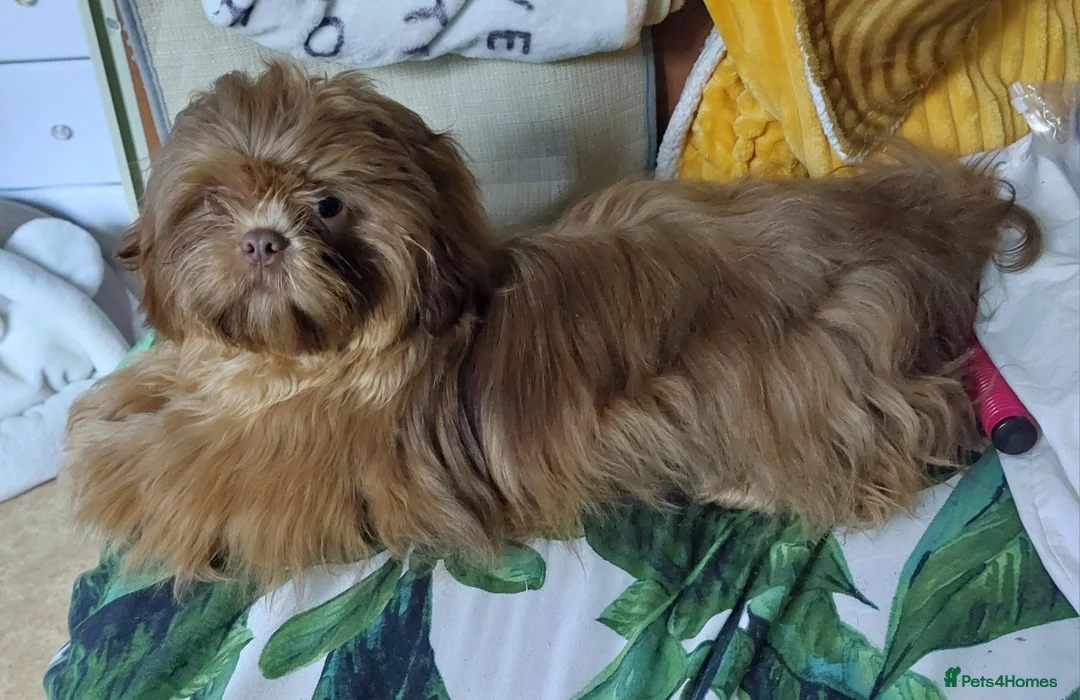 Shih Tzu dogs for stud: Stud  - Advert 3