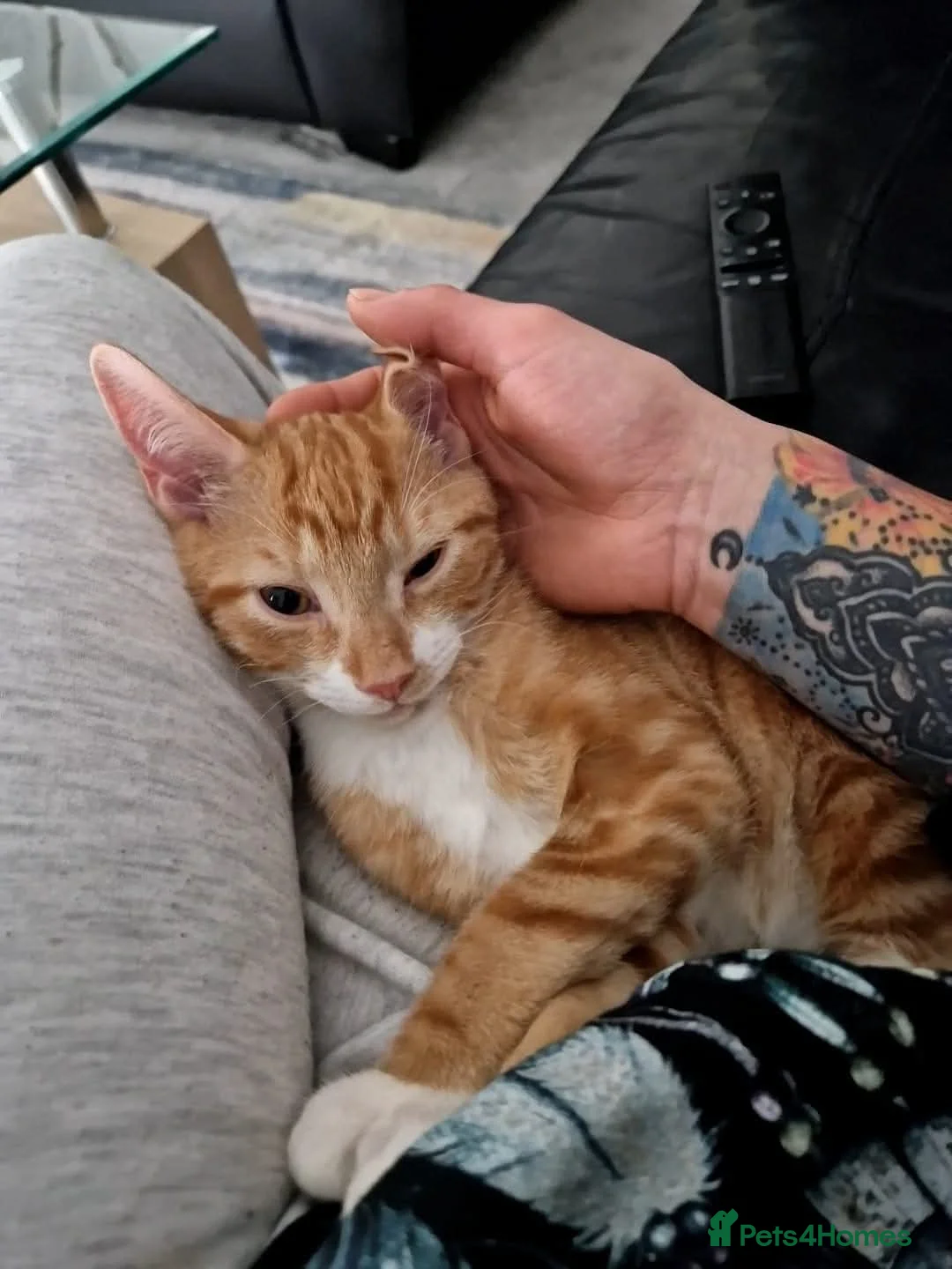Mixed Breed cats for sale: Jack my ginger bengal mix - Advert 3