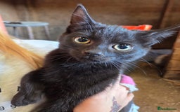 Mixed Breed cats for sale: 3 Female Farm kittens (NOT FERAL) - Image 1