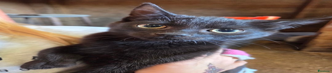 Black Female