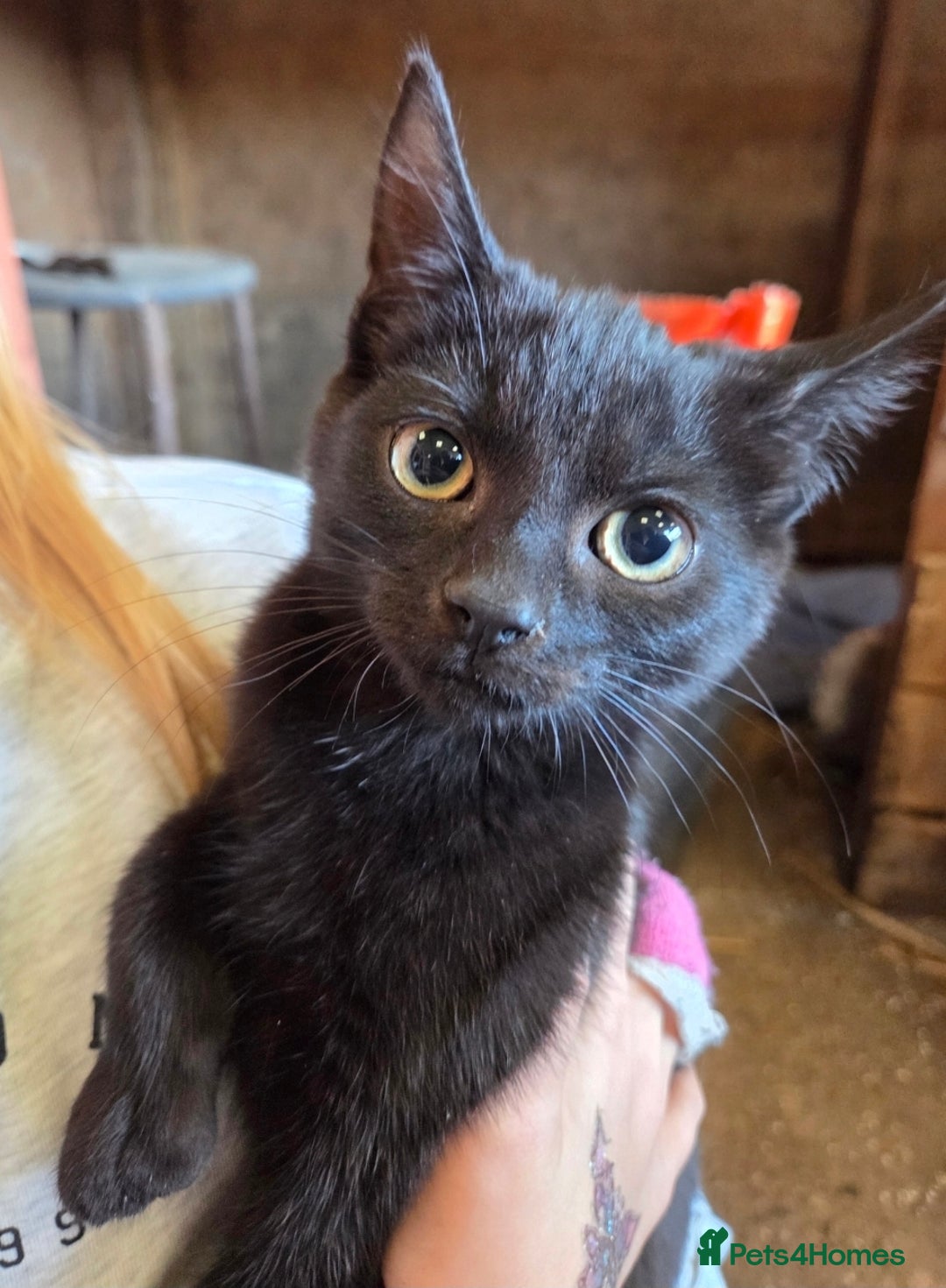 Mixed Breed cats for sale: 3 Female Farm kittens (NOT FERAL) - Image 1