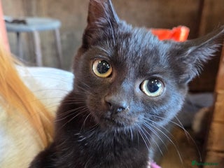 Mixed Breed cats - Advert 31