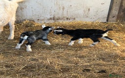 Goats livestock for sale: Pygmy X - Image 14