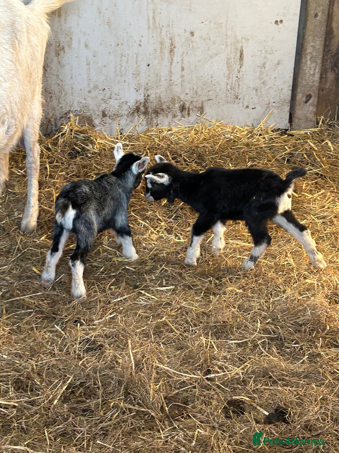 Goats livestock for sale: Pygmy X - Image 14