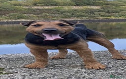 Mixed Breed dogs for sale: Working lakeland x Patterdale  - Image 5