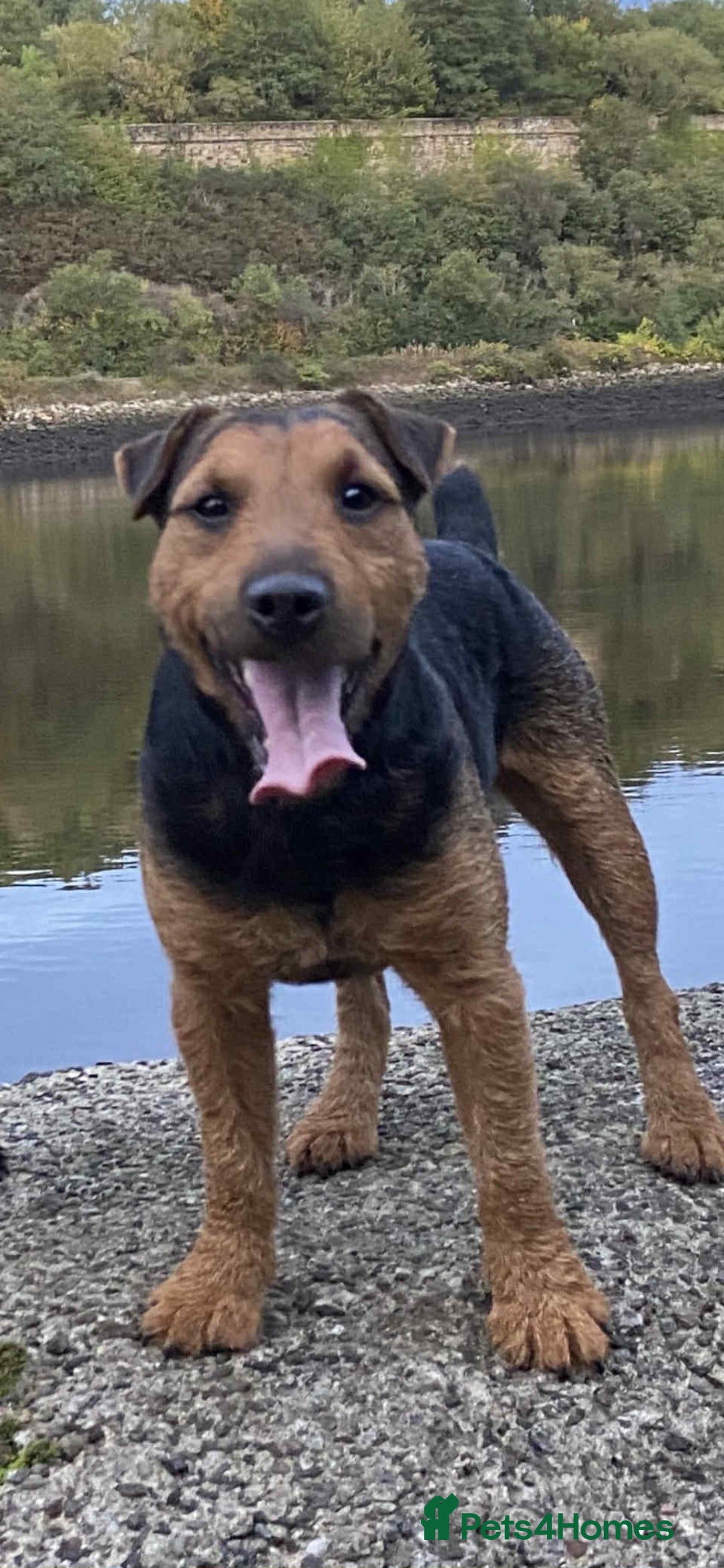 Mixed Breed dogs for sale: Working lakeland x Patterdale  - Image 5