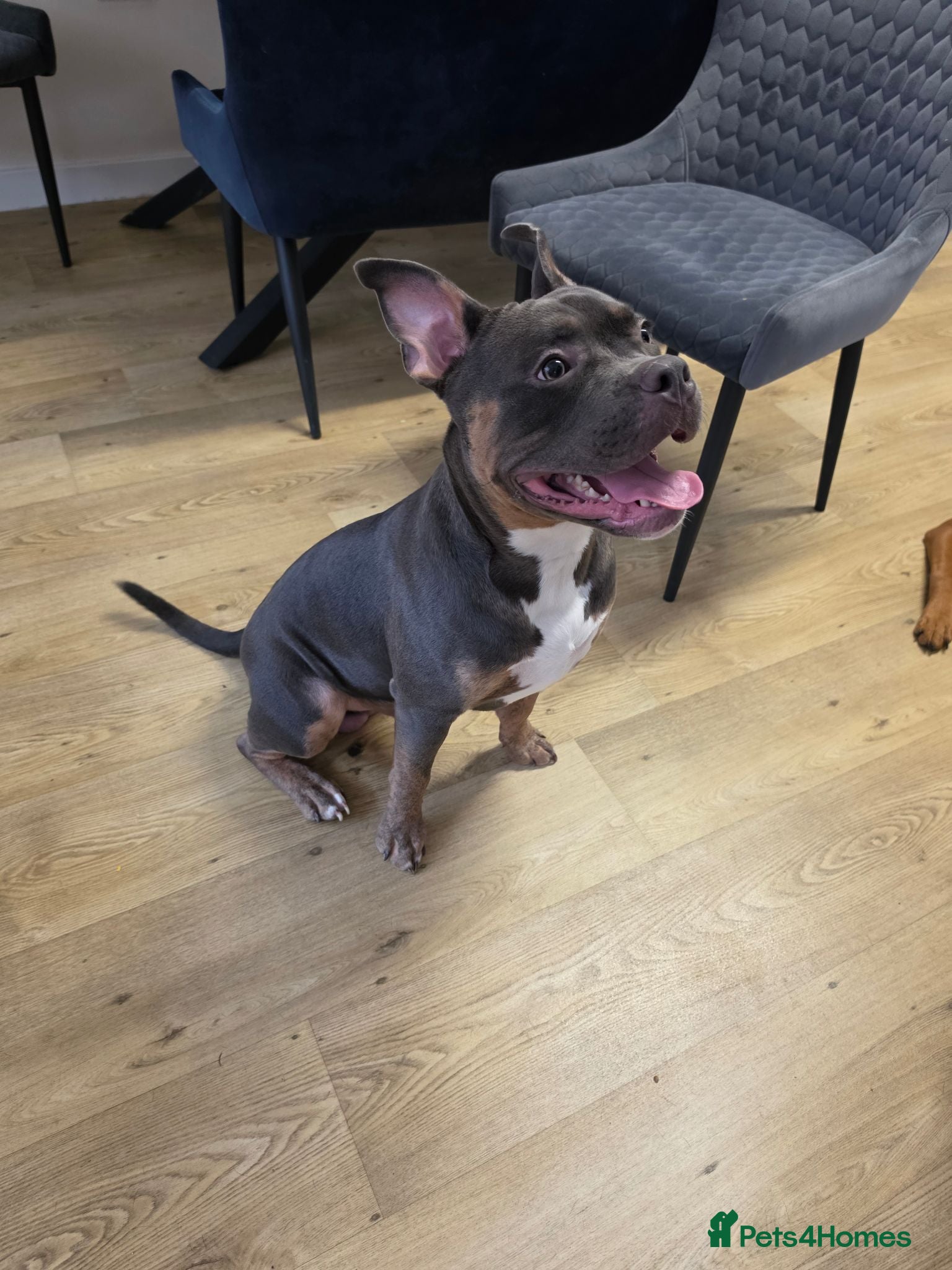 Staffordshire Bull Terrier dogs 10 month old male Staffy cross - Advert 7