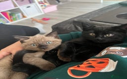 Ragdoll cats for sale: Ragdoll mix (available Now)  - Image 8