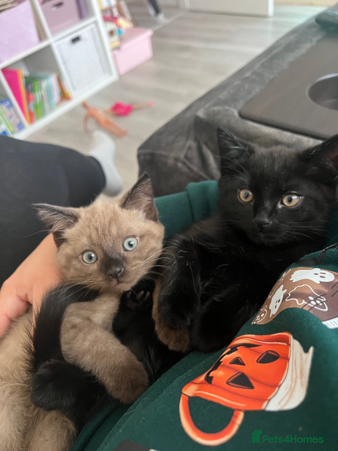 Ragdoll cats for sale: Ragdoll mix (available Now)  - Image 8