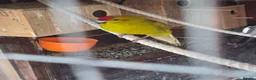 Mixed Breed birds for sale: Birds  - Advert 20