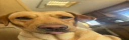 Goldador dogs for sale: Golden Retriever Labrador Puppies - Advert 27