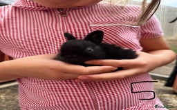 Mixed Breed rabbits for sale: Mixed breed baby bunnies  - Image 6