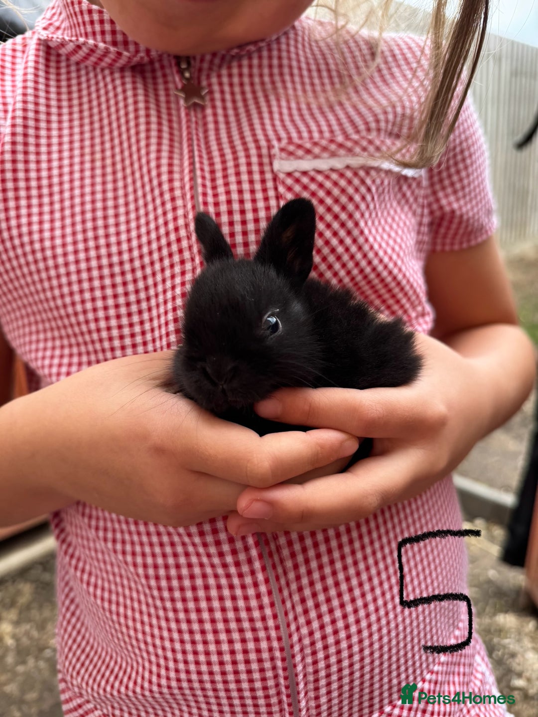 Mixed Breed rabbits for sale: Mixed breed baby bunnies  - Image 6