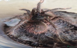 Tarantulas invertebrates for sale: T Stirmi Female  - Image 2
