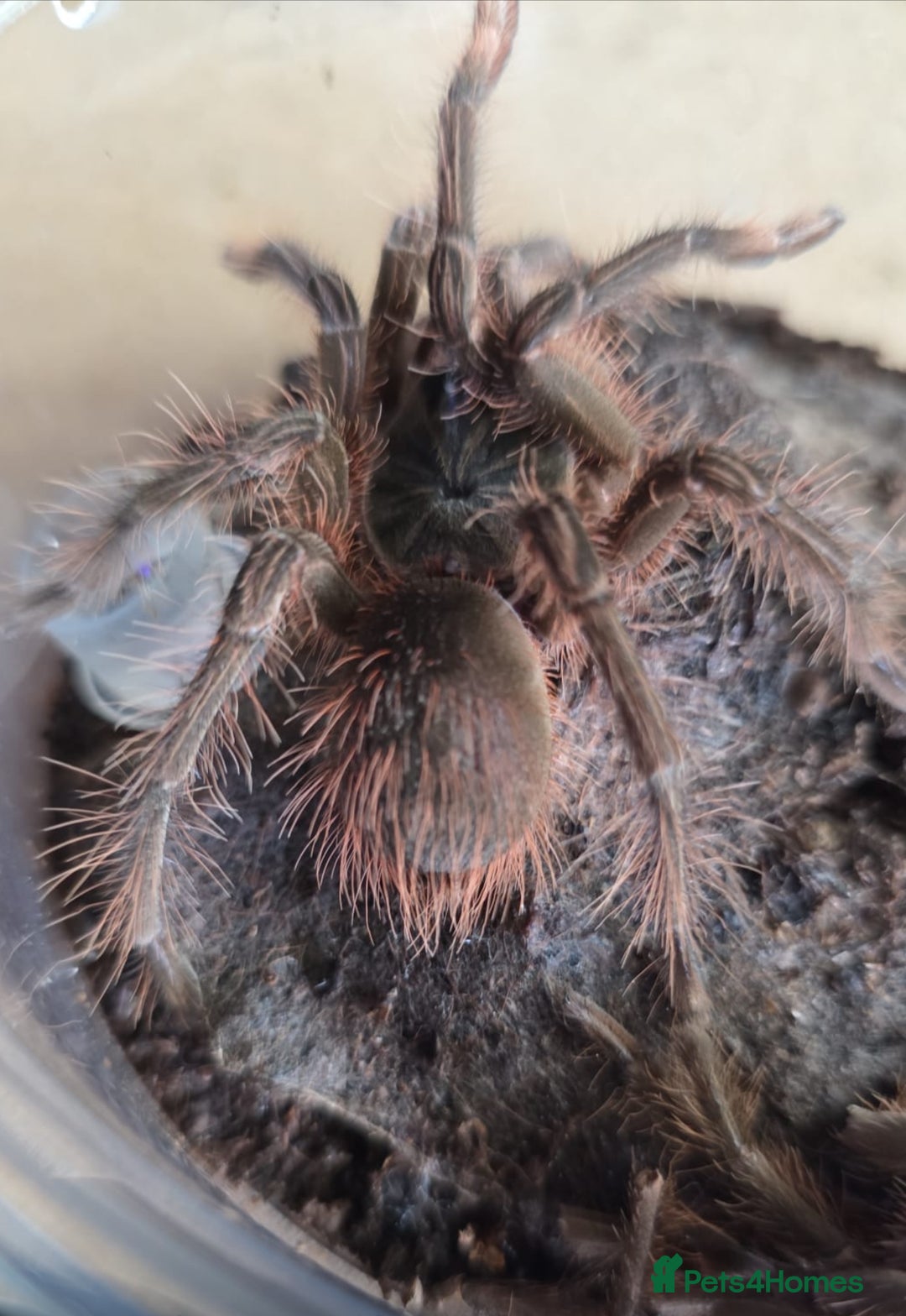 Tarantulas invertebrates for sale: T Stirmi Female  - Image 2