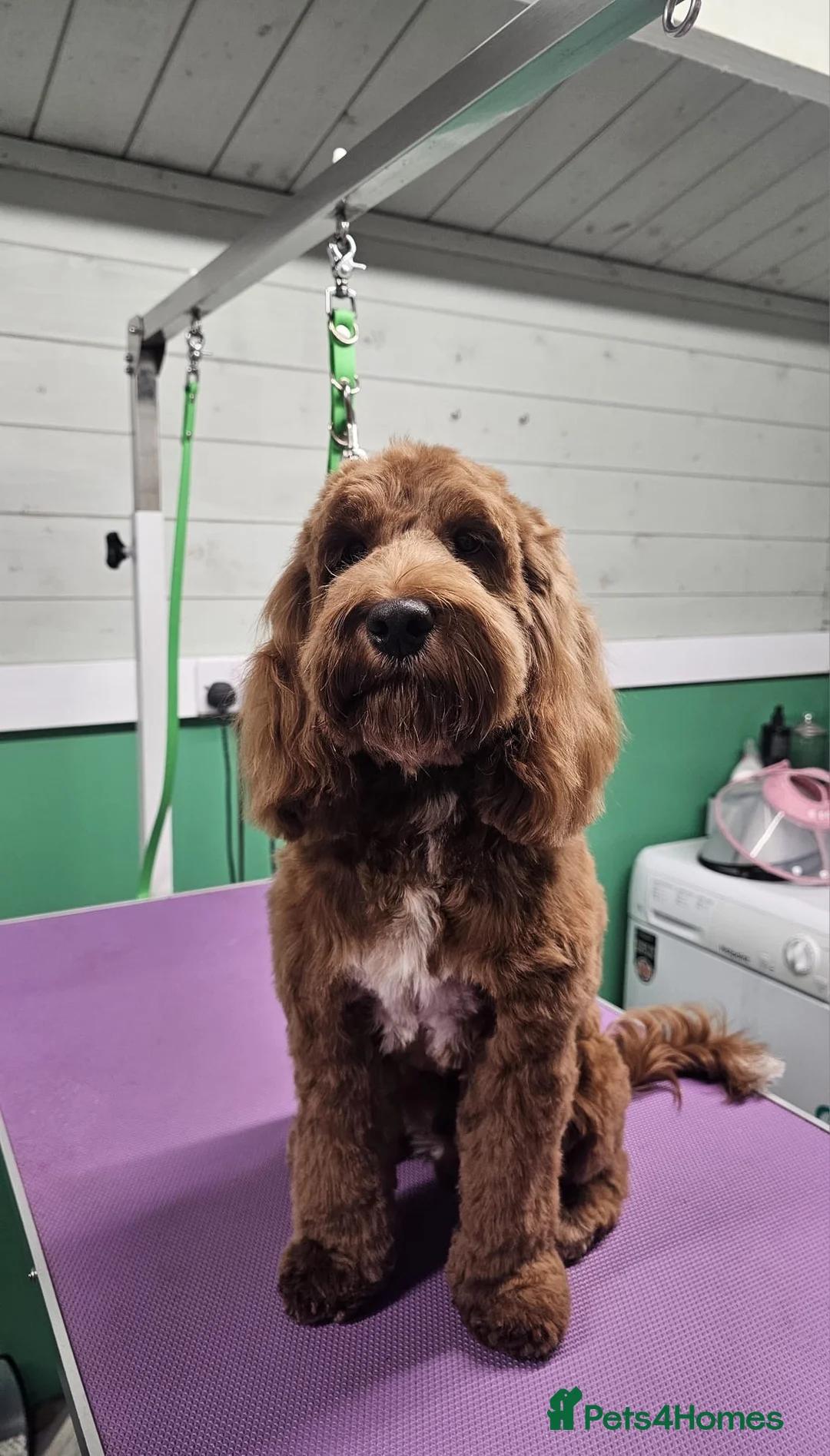 Cockapoo dogs for sale: Toy cockapoo male - 10 months - Advert 3