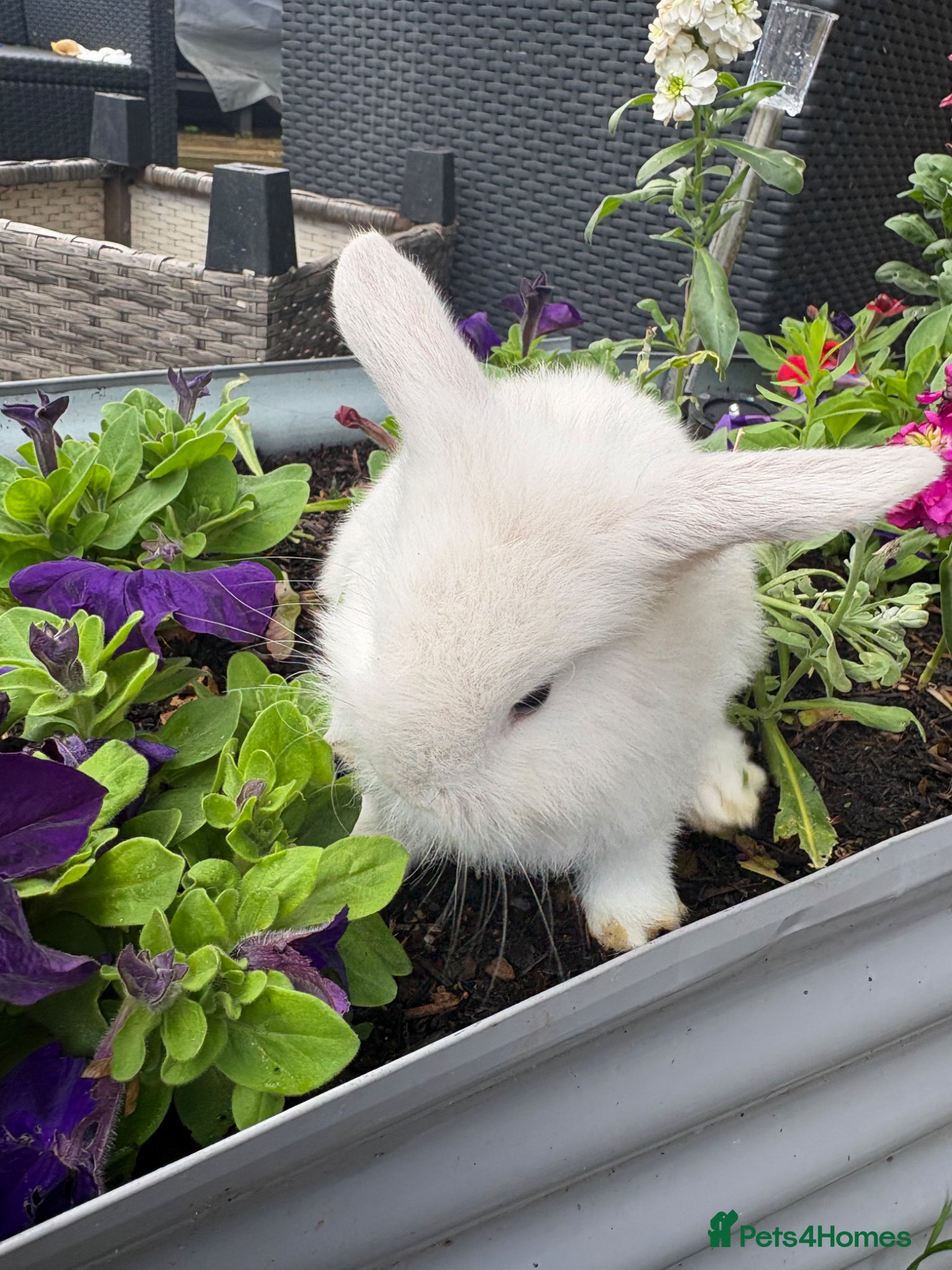 Mixed Breed rabbits Mini lop/lionhead mix breed  - Advert 3