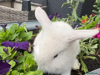 Mixed Breed rabbits Mini lop/lionhead mix breed - Advert 3