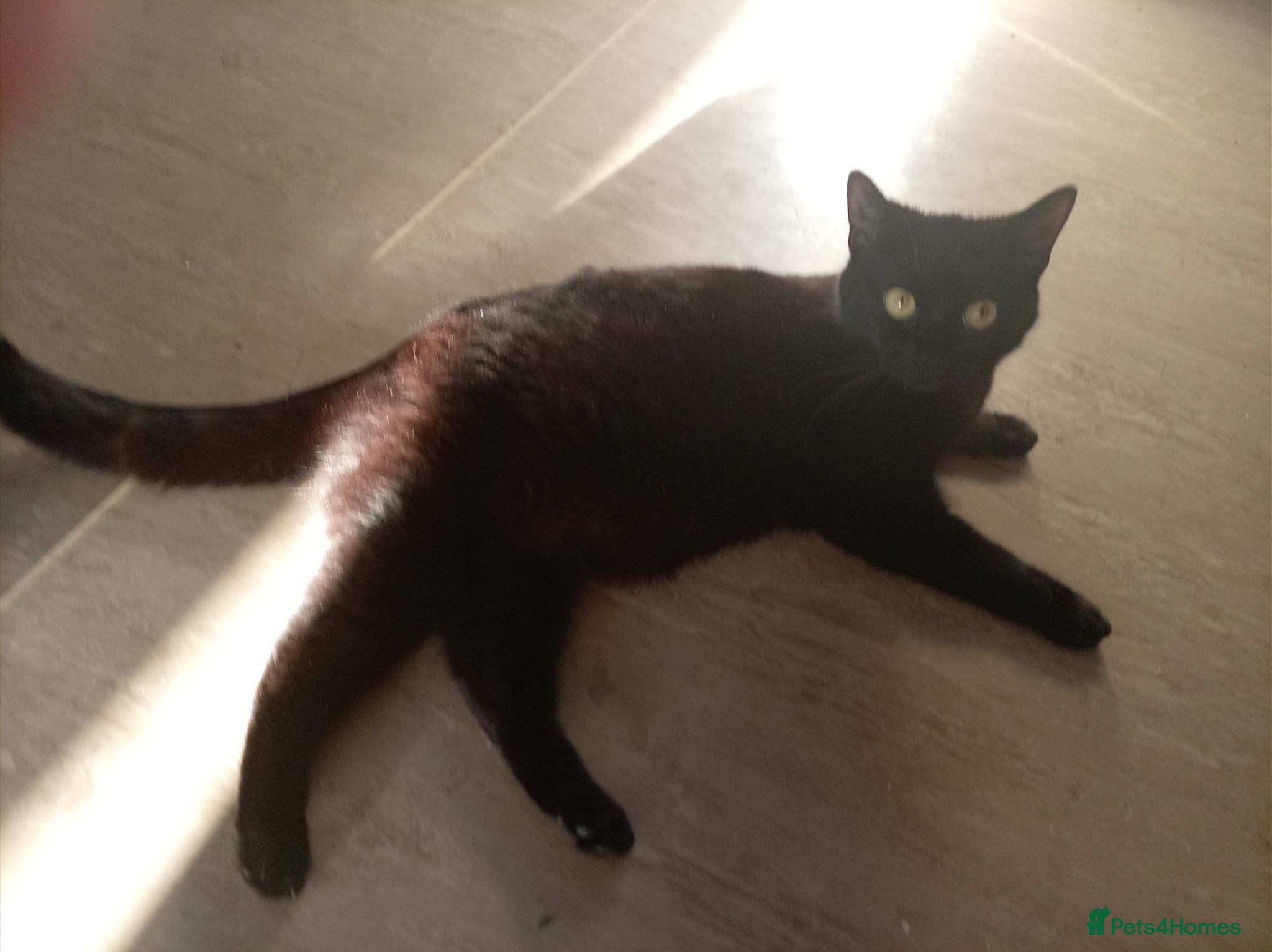 Mixed Breed cats 2 beautiful girl kittens left  - Advert 2