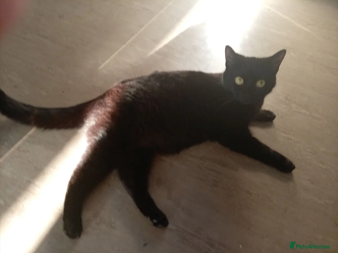 Mixed Breed cats for sale: 2 beautiful girl kittens left  in Slough - Advert 1