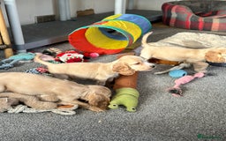 Cocker Spaniel dogs for sale: Beautiful gold cocker puppies - Image 11