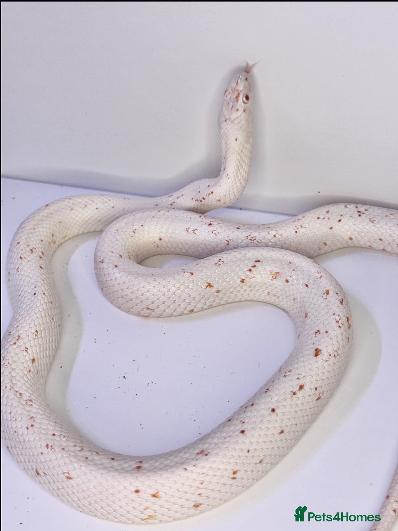 Corn Snake reptiles 2 Adult Corn Snakes Orange & Palmetto - Advert 17