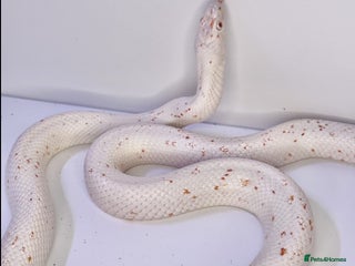 Corn Snake reptiles 2 Adult Corn Snakes Orange & Palmetto - Advert 17