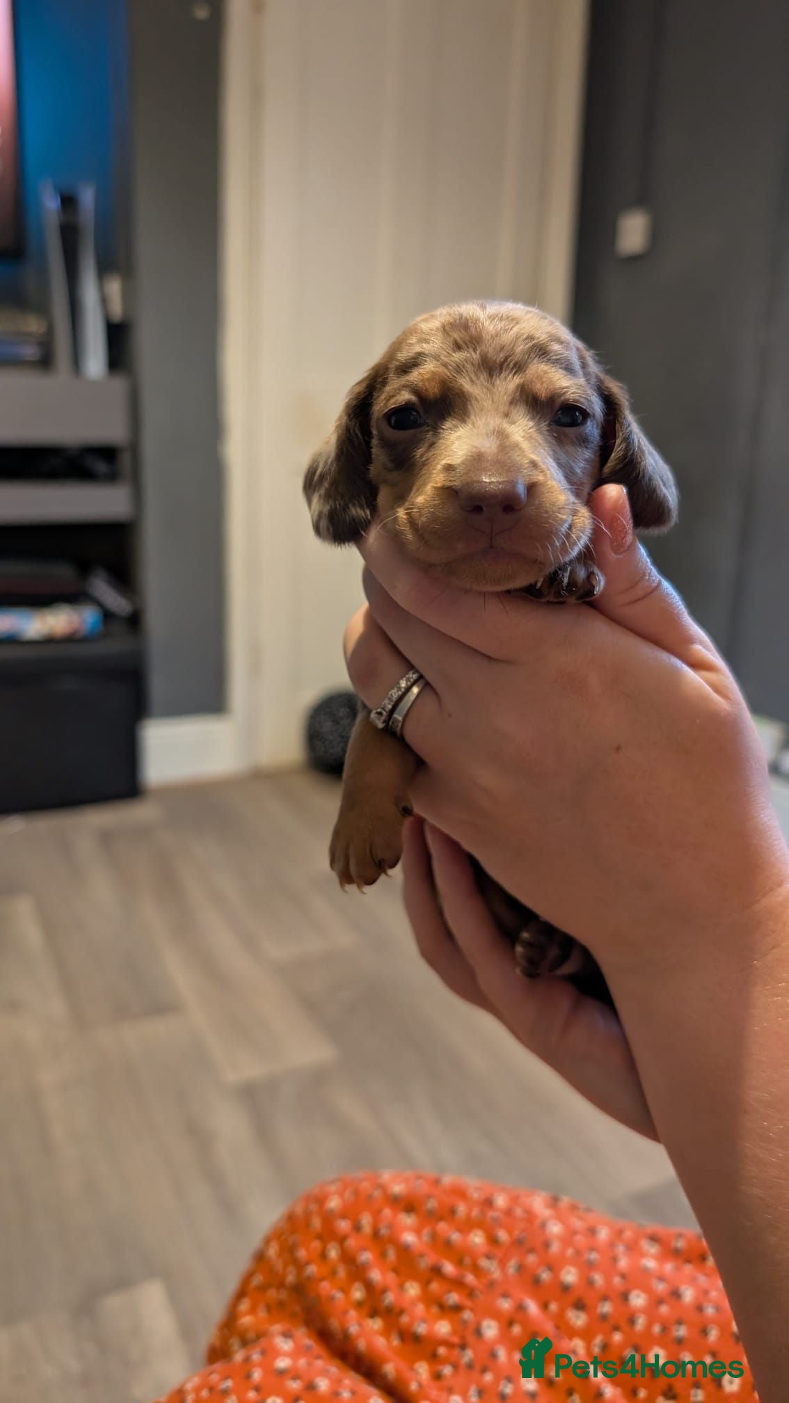 Miniature Dachshund dogs 3 gorgeous dapple male miniature dachshunds - Advert 1