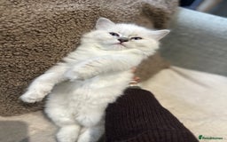 Ragdoll cats for sale: Ragdoll male kitten READY TO GO - Image 5