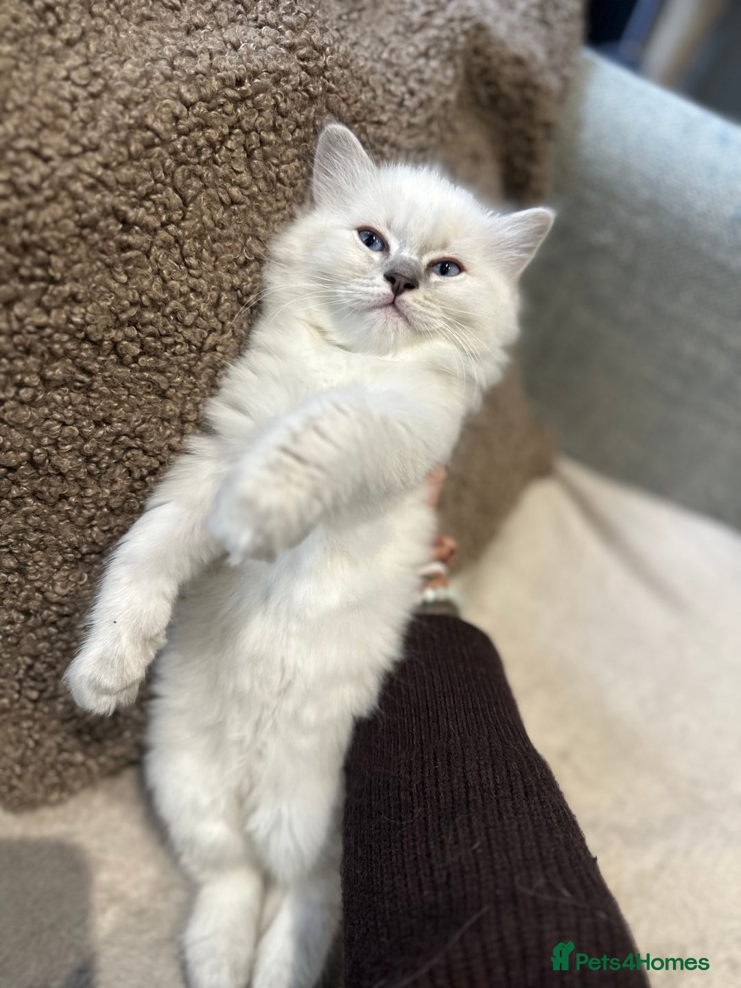 Ragdoll cats for sale: Ragdoll male kitten READY TO GO - Image 5