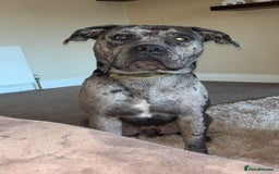 Mixed Breed dogs for sale: Zeus cane corso merle  - Image 5