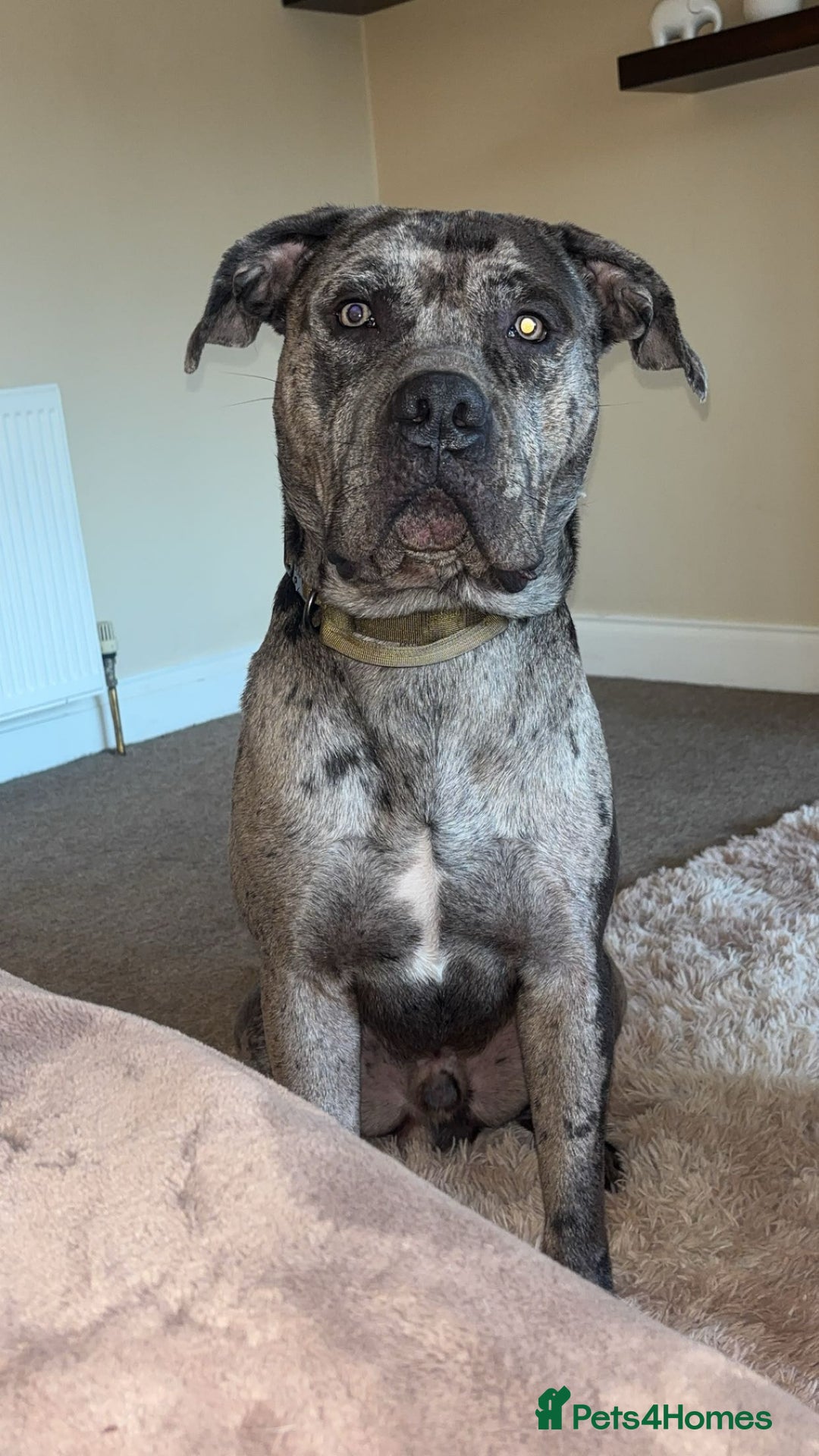 Mixed Breed dogs for sale: Zeus cane corso merle  - Image 5
