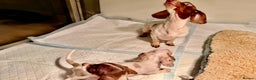 Miniature Dachshund dogs for sale: Pure Piebald Miniatures - Advert 2