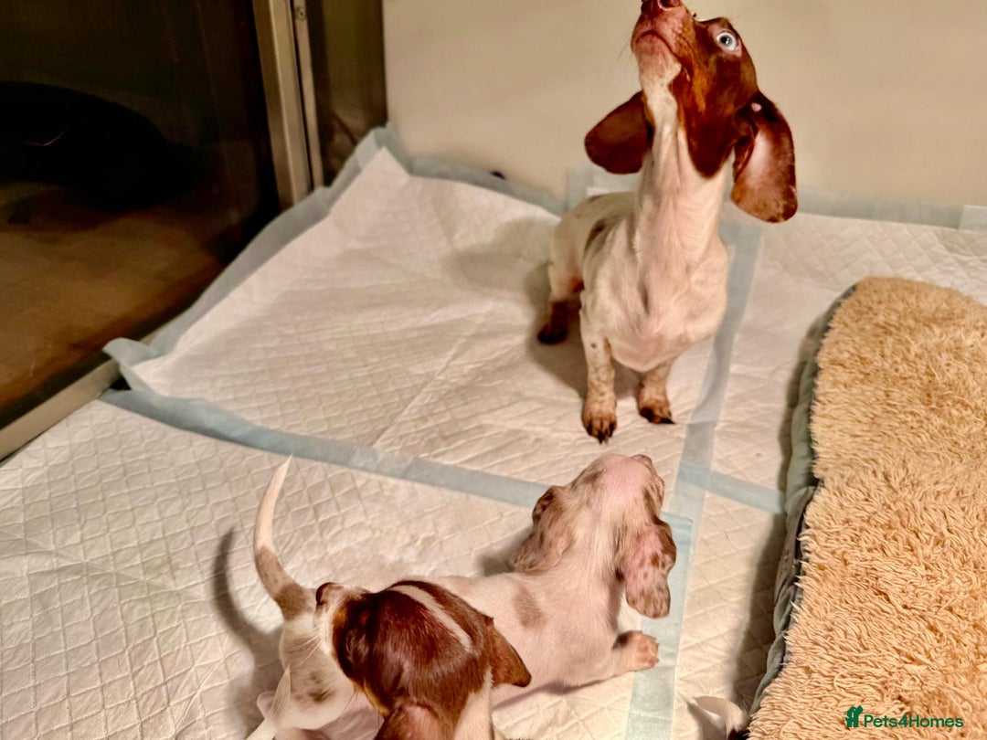 Miniature Dachshund dogs for sale: Pure Piebald Miniatures - Advert 2