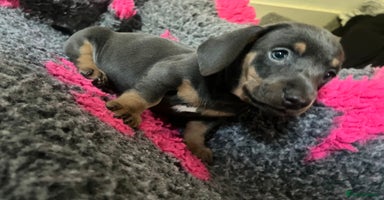Dachshund dogs - Advert 2