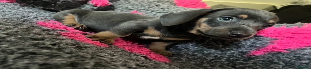 Dachshund Puppy 1