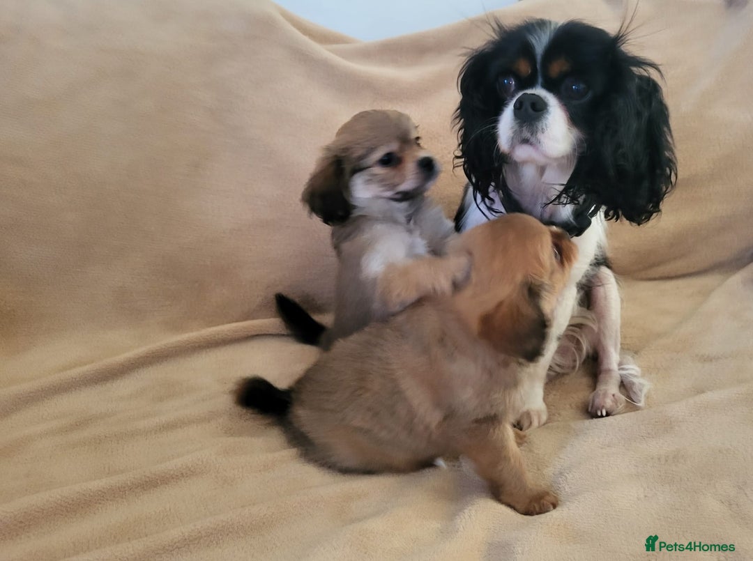 Mixed Breed dogs for sale: Cavalier king charles x pomeranian  - Advert 10