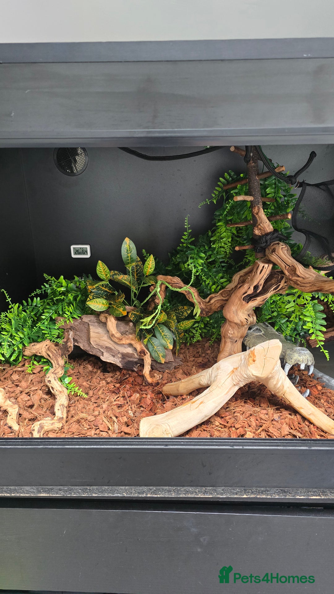 Python Snake reptiles for sale: Ball Python + full set up - Image 8