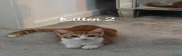 Mixed Breed cats for sale: Litter of 4 ginger tabbys available for rehoming - Advert 17