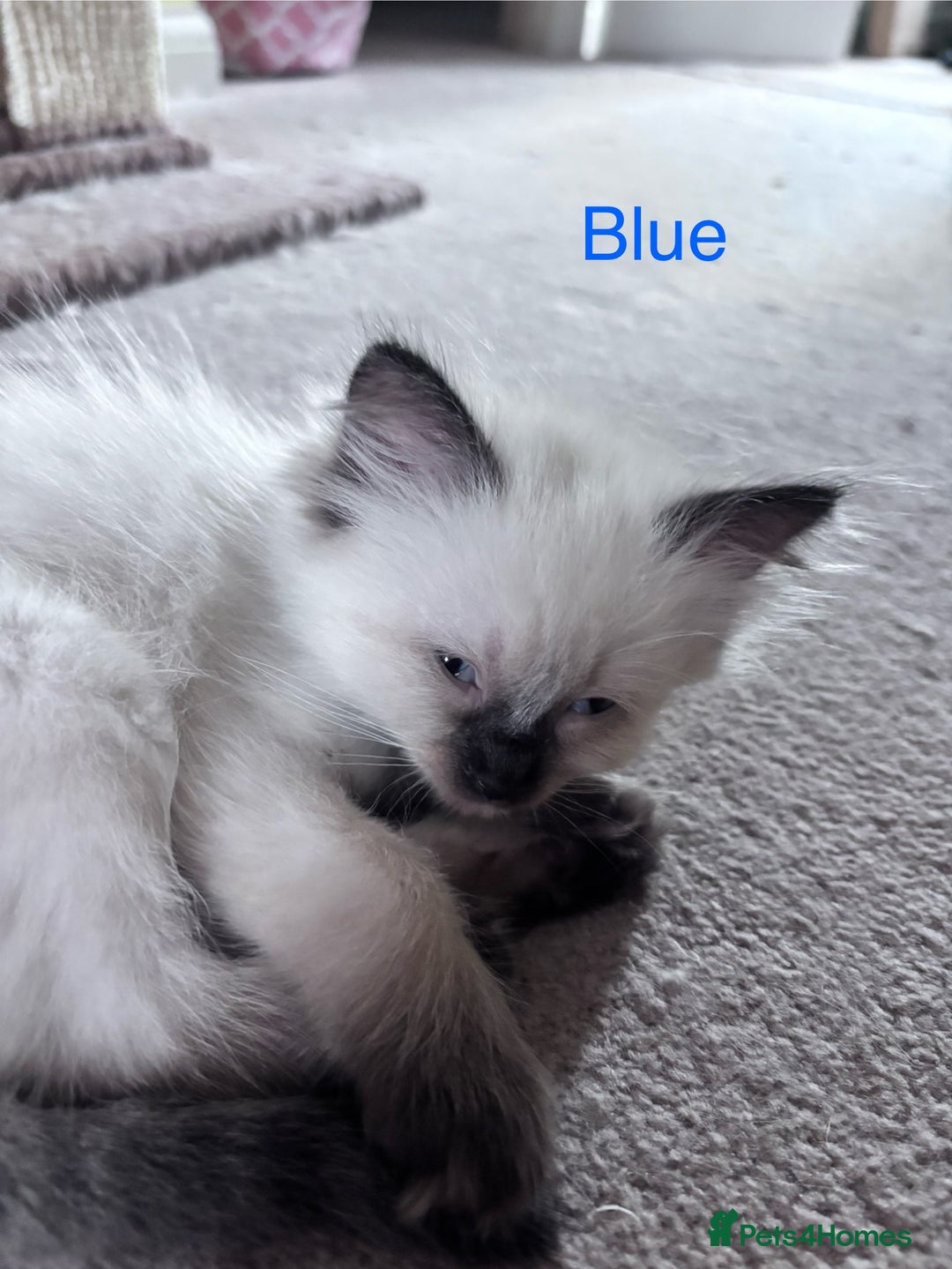 Ragdoll cats for sale: 🥰 Beautiful Radoll Kittens 😍 - Image 17
