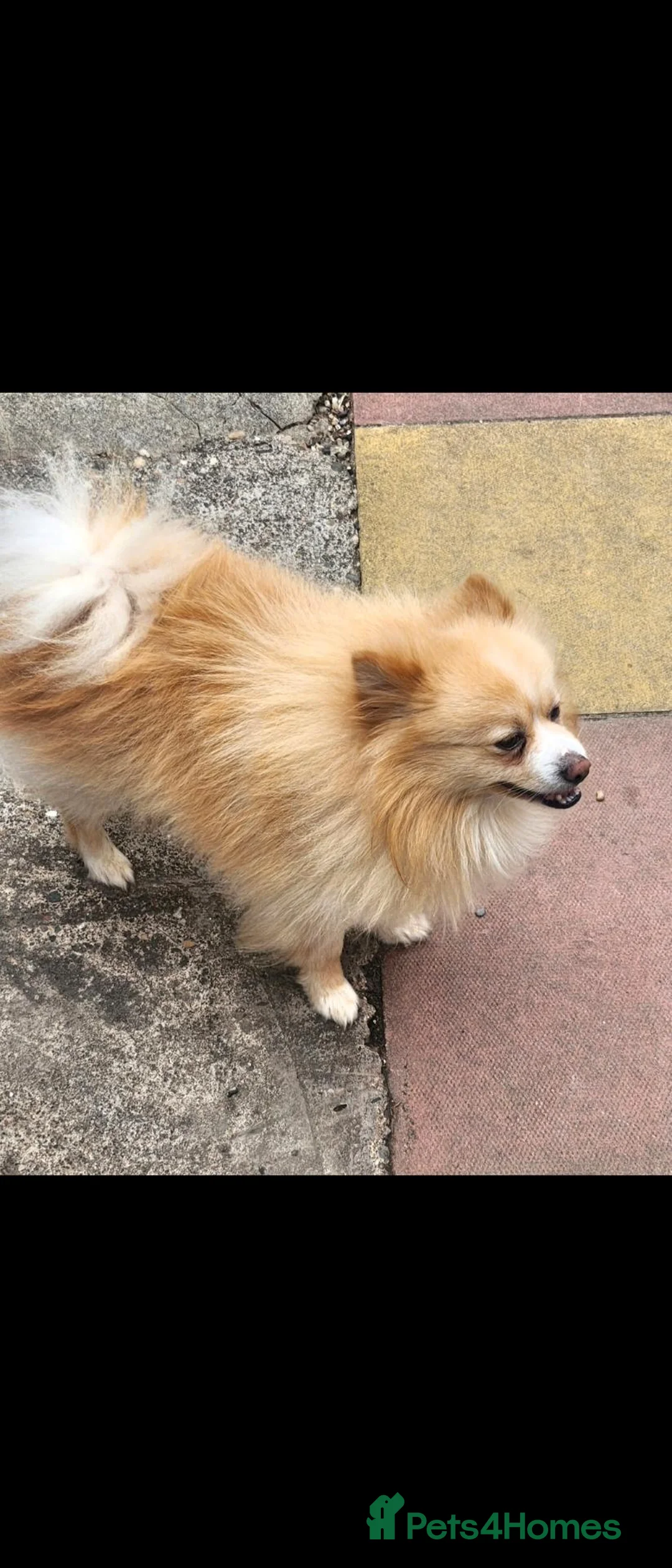 Pomeranian dogs for sale: 3 merle pomeranian puppies - Advert 5