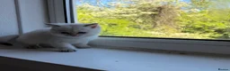 British Longhair cats for sale: Exquisite British Kittens – Golden & Colourpoint  - Advert 31