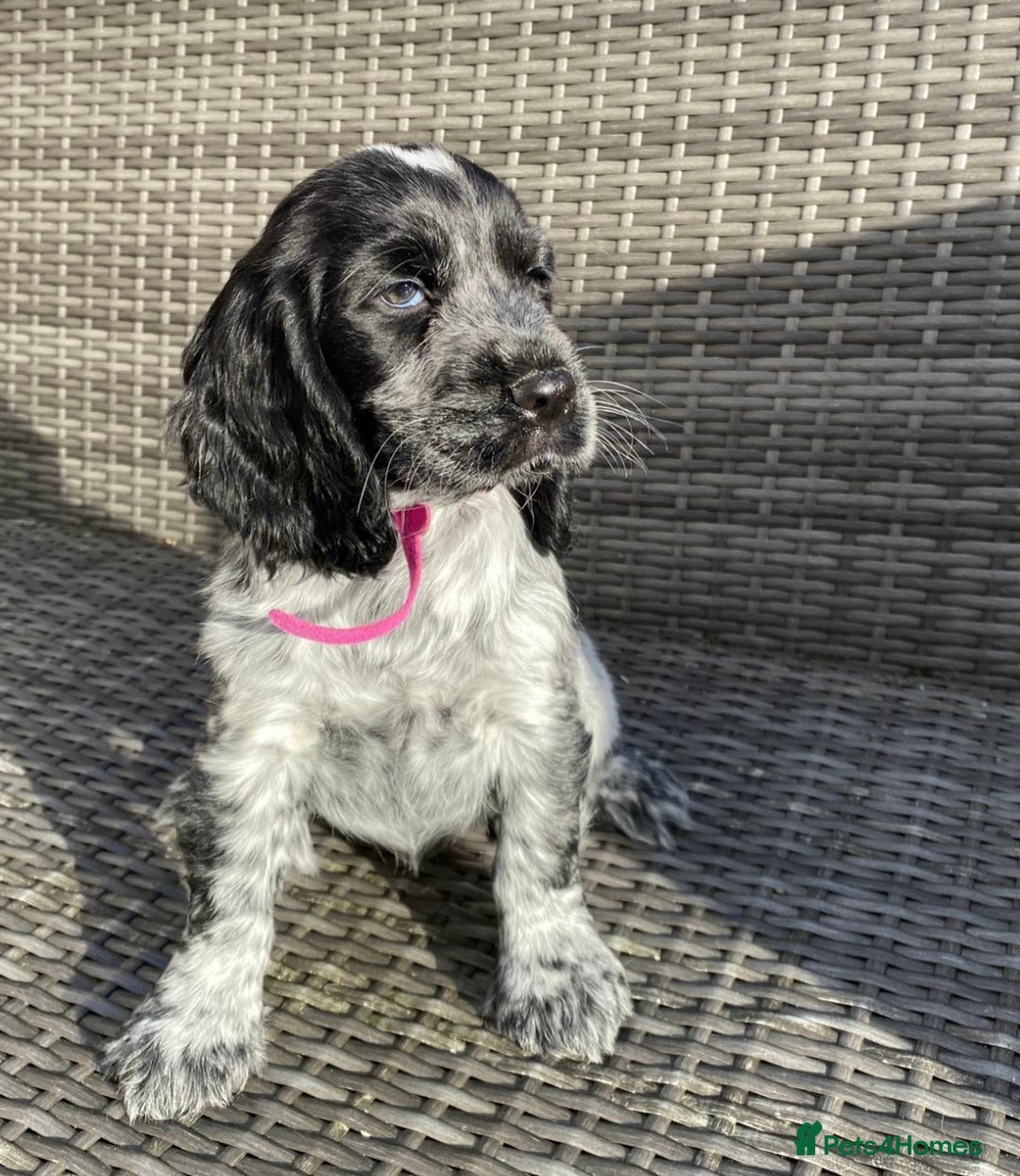 Cocker Spaniel dogs for sale: KC Registered Show Type Cocker Spaniel Pups - Advert 3