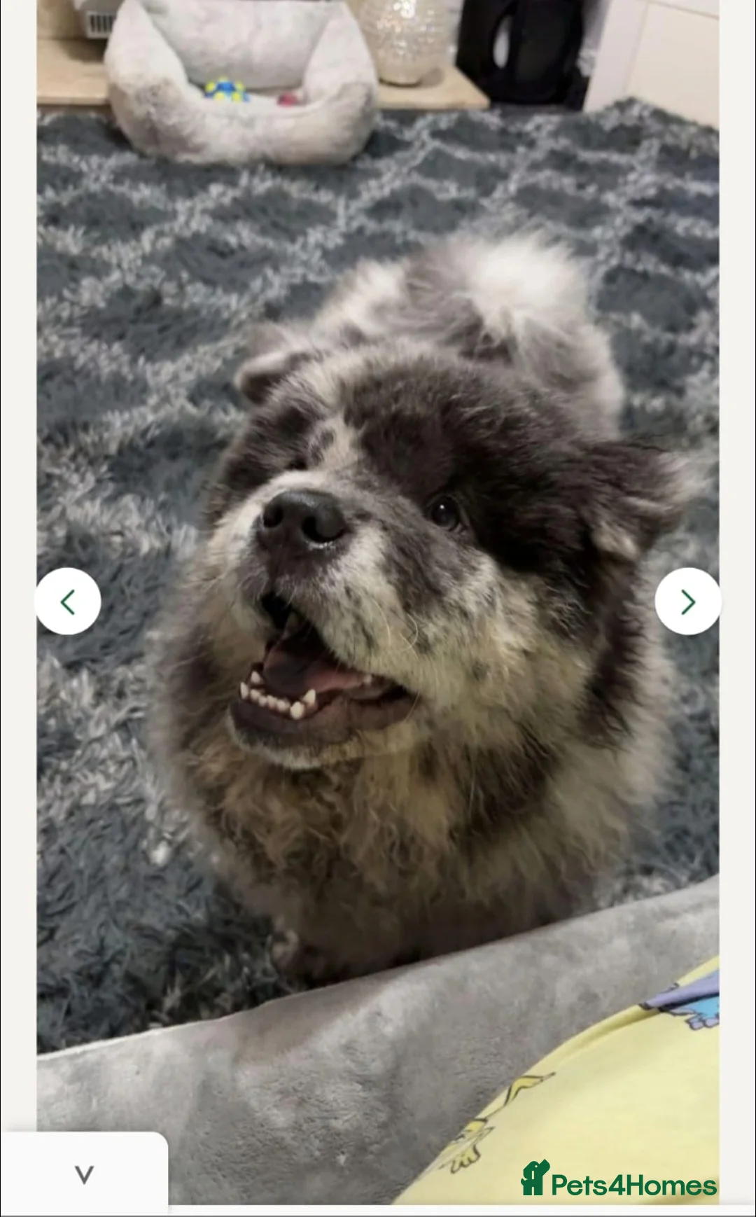 Chow Chow dogs for stud: 🔥 Stunning Merle Chow Chow Stud Available 🔥 in Bradford - Advert 1