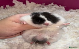 Hamster rodents for sale: Baby hamsters  - Image 9