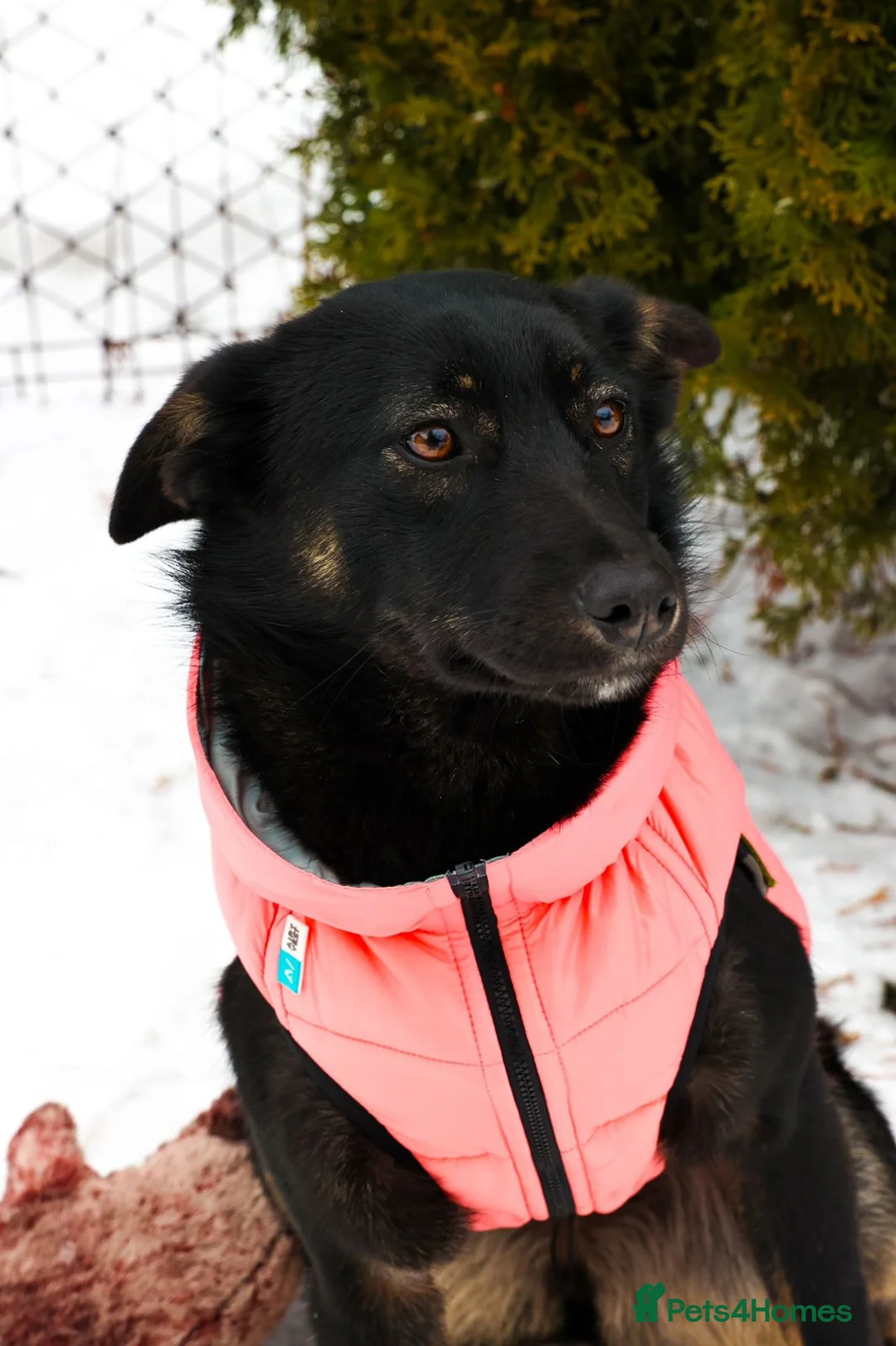 Mixed Breed dogs for adoption: ❤️ADELE❤️11-month lower-medium soft natured girl - Advert 1