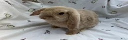 Dwarf Lop rabbits for sale: Beautiful Dwarf Lop Bunnies - Advert 10